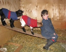 FlevoHill Acres Amber Dancer and All that Jazz